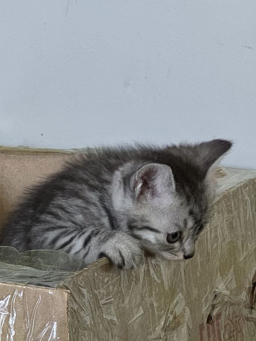 Котенок скоттиш страйт