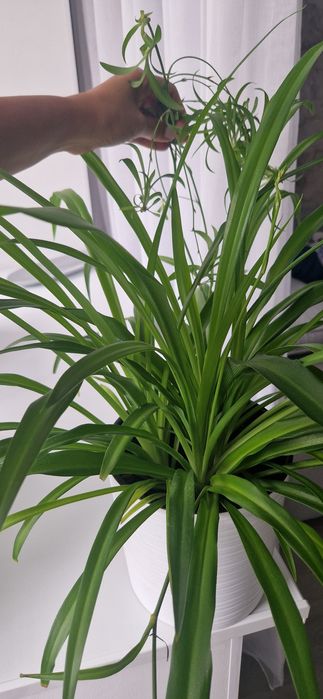 Детки хлорофитума и фикуса бенджамина