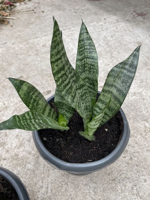 Сансевиерия