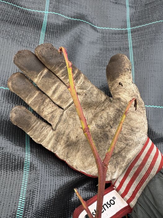 Американска боровинка  саксия с2 на цената на саксия Р9