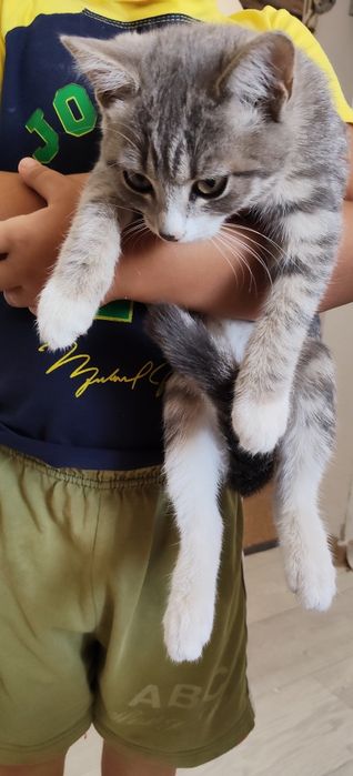 Котенок в добрые руки
