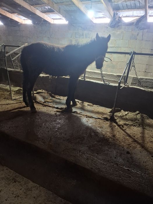 Лошадь жабагы тай