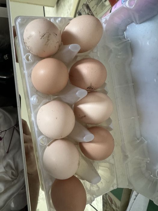 Инкубационные яйцо брамы