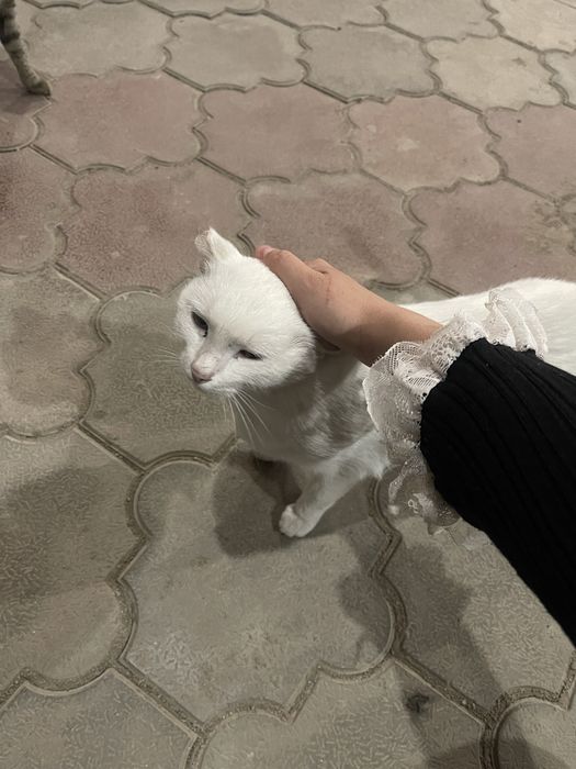 Кошка ищет добрые руки