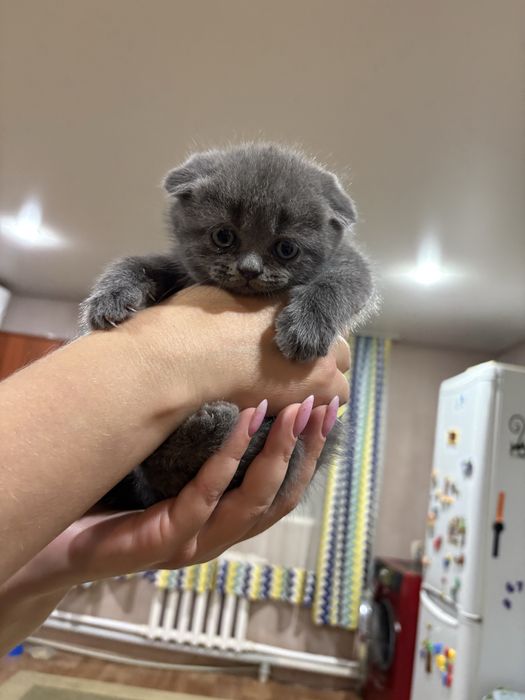 Продам котенка британец вислоухий