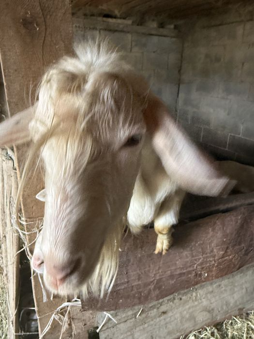 Коза и козел большие