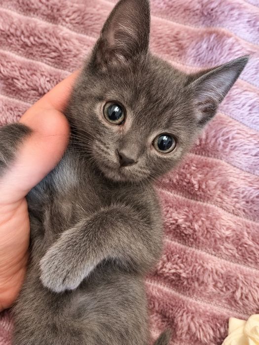 Котенок мальчик 2 месяца ищет себе семью