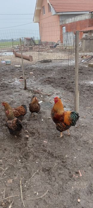 Vind cocoși Wiandotte GSG, albastru 150 bucata