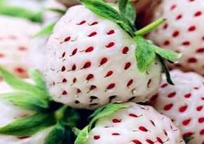 Разсад бяла ягода