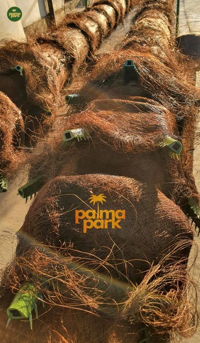 Искусственные пальмы