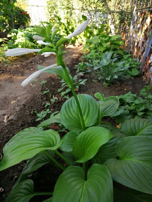 Хоста, вербейник монетчатый