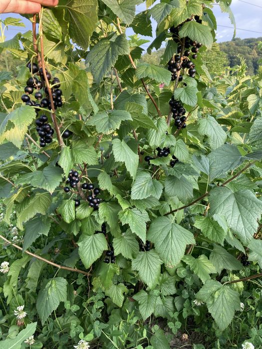 Coacaze negre fruct