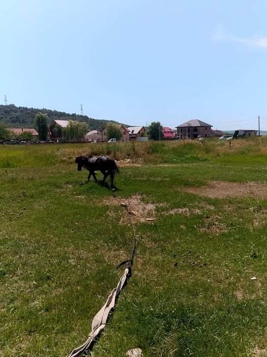 Ponei armăsar blând și foarte cuminte