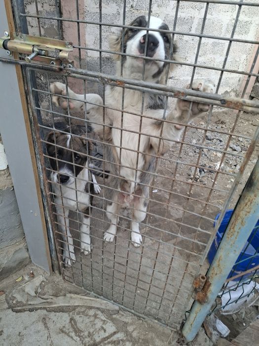 Щенок алабая 3 месячный