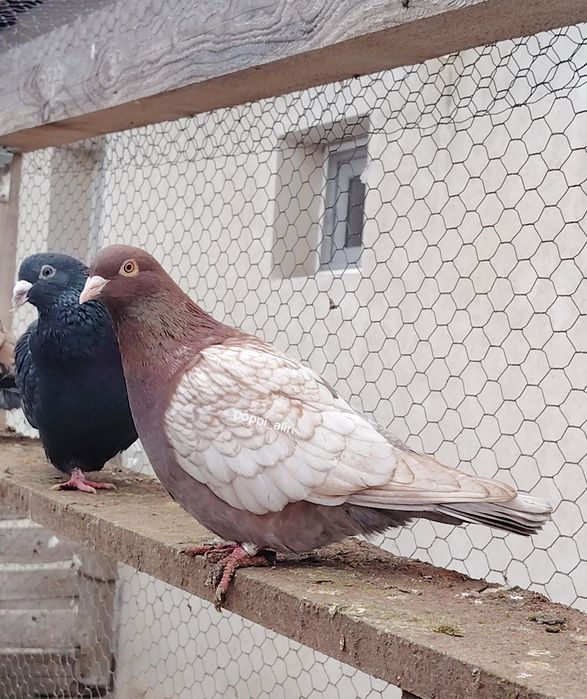 Porumbei colorati toy stencil frill stencil