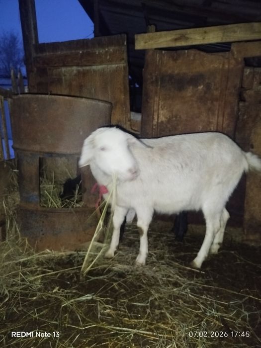 Нуби50% занен 50%