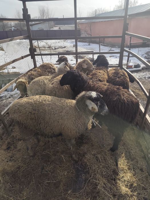 Тоқтылар сатылады ,семіз ұрғашы