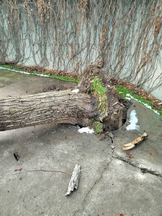 Yong'oq daraxti 2 ta kotta o'tinga zo'r