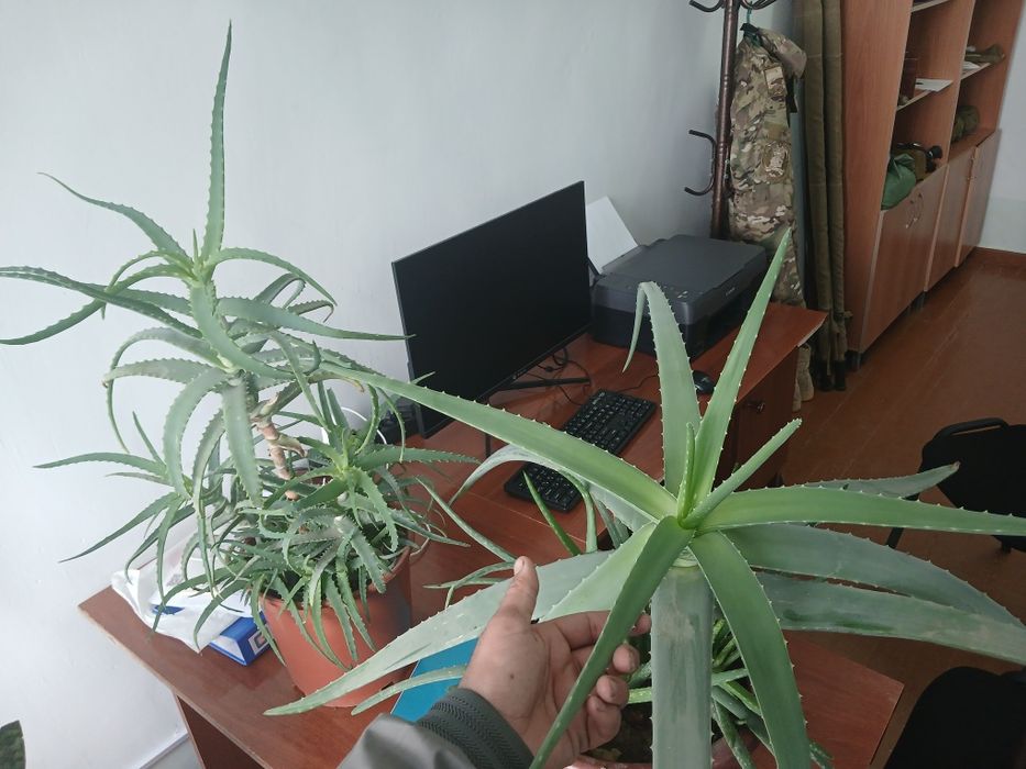 Katta katta keep yillik gullar soriladi Aloe Sansevarii guli shifobaxs