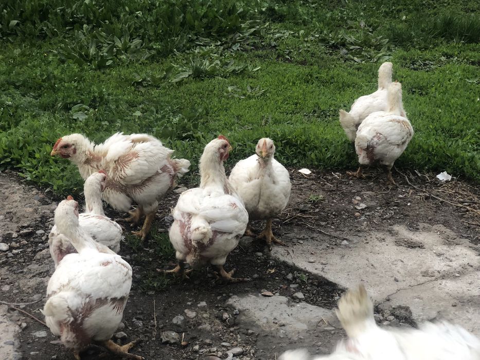 Цыплята бройлер