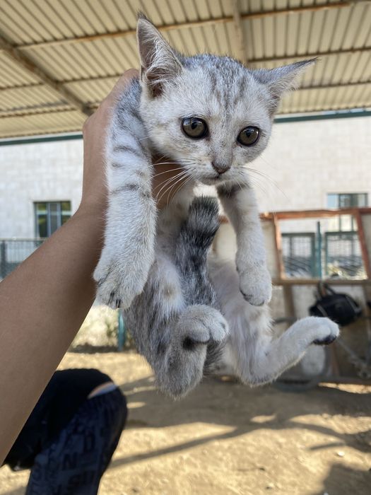 Шотландский мысық