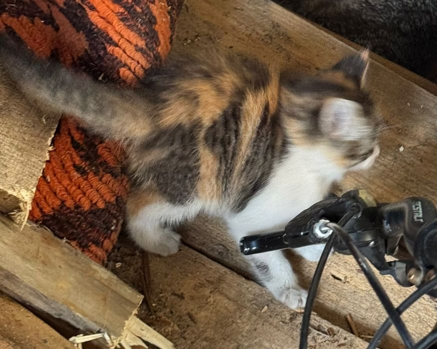 Отдам хорошеньких котят
