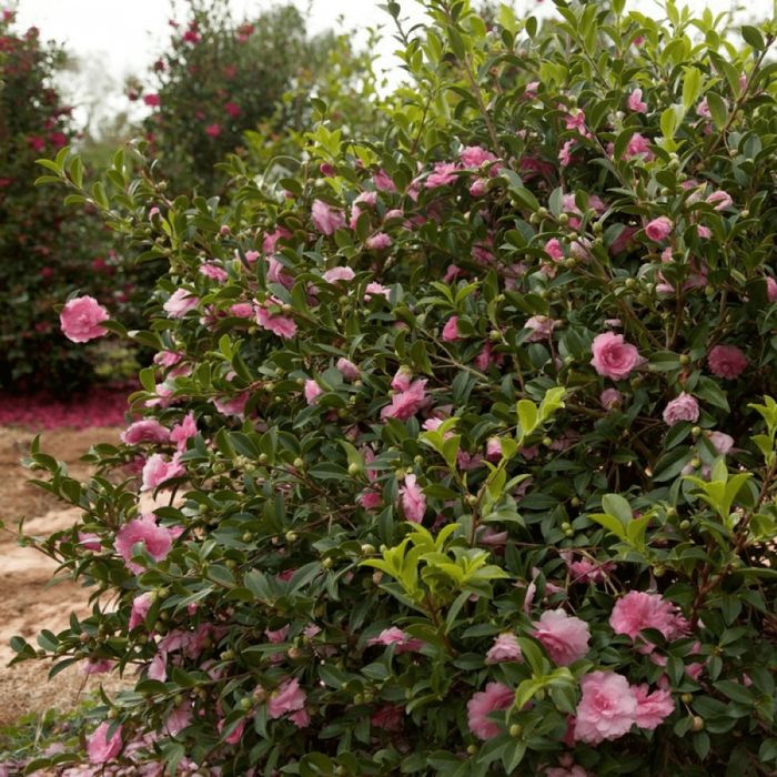Camelia Japonica la Ghiveci