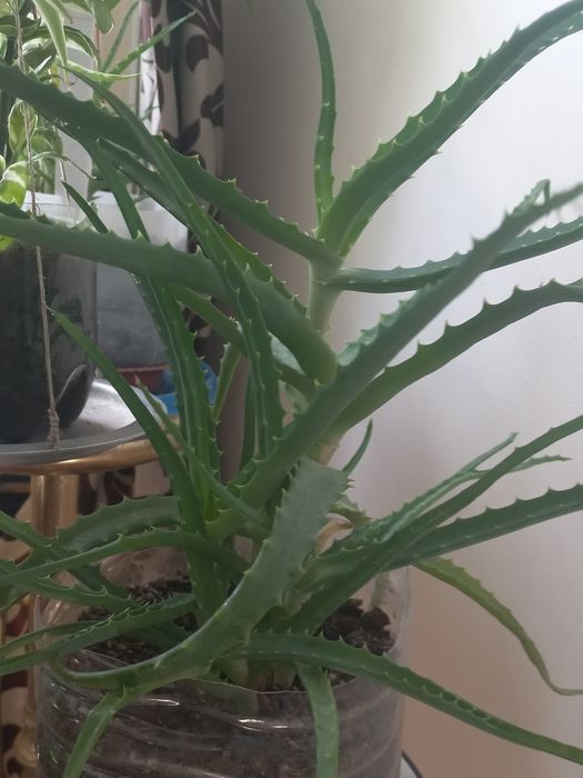 Продам АЛОЭ для лечения.