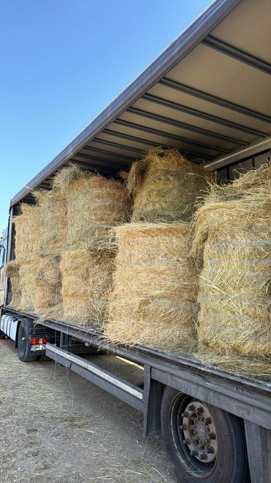 Baloti fan 500.Rotunzu 40.Fan or Lucerna.La TIR>RO.Kaki Dud Rodiu Me