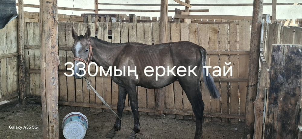 Еркек тайлар сатылады