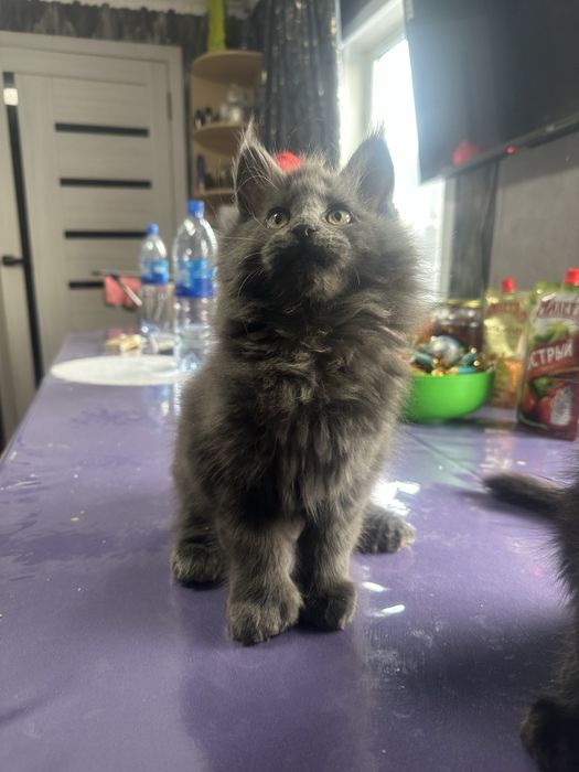 Котенок Мейнкун полидакт мальчик!