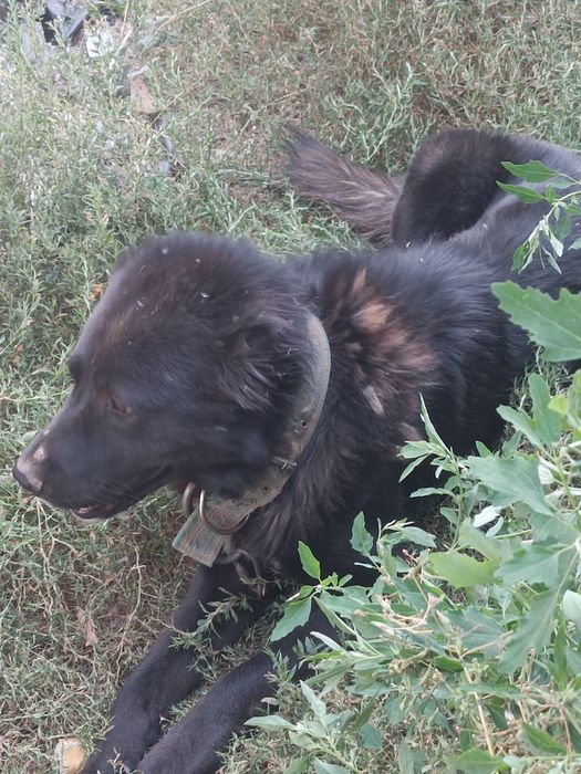 Продам домашних алабаев