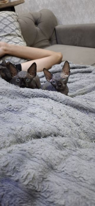 Котята канадского сфинкса
