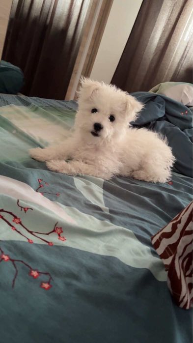 Bichon Maltez mini toy , femelă, 4 luni – vaccinată și deparazitată