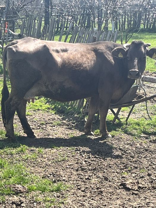 Vand Vaca De Prasila