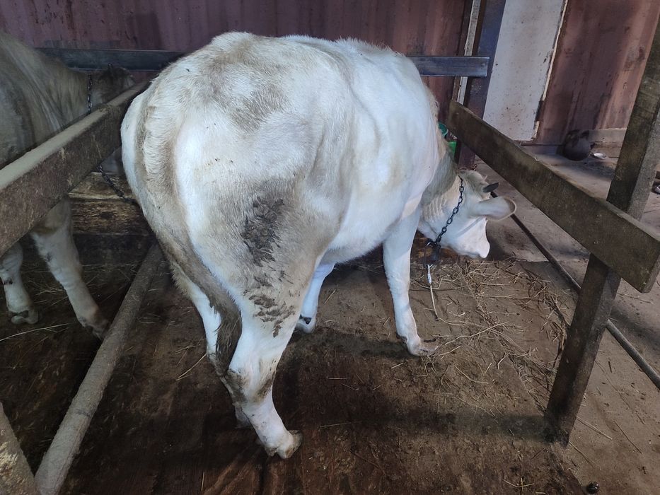 Продам тёлку  на откорме