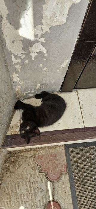 Отдам котят к лотку приучены