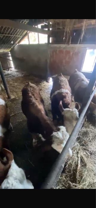 Vând vitei baltata romaneasxa