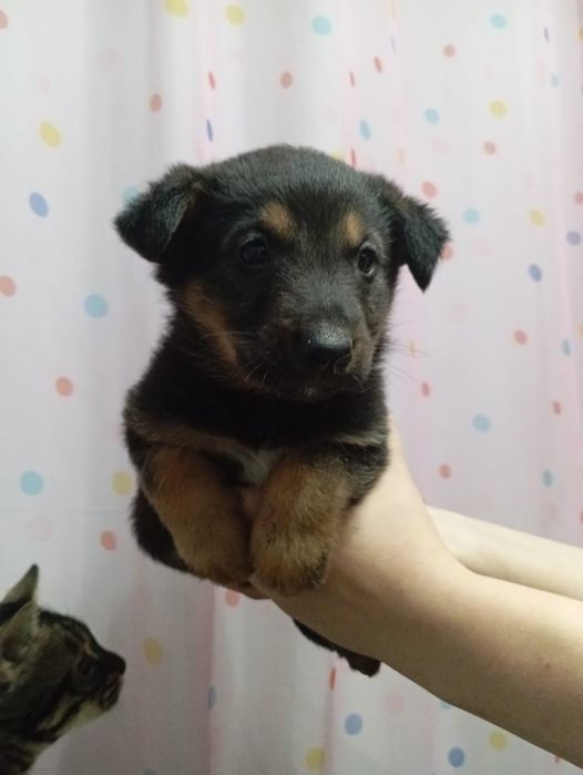 Продам щенков немецкой овчарки