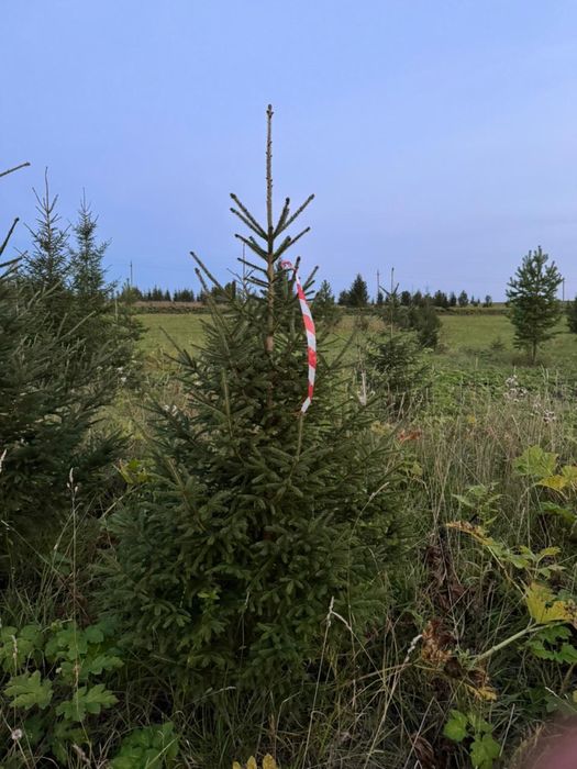 Сибирские ели