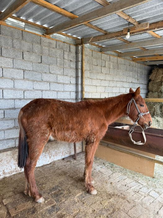 Тай 1 жасқа апрельде толады