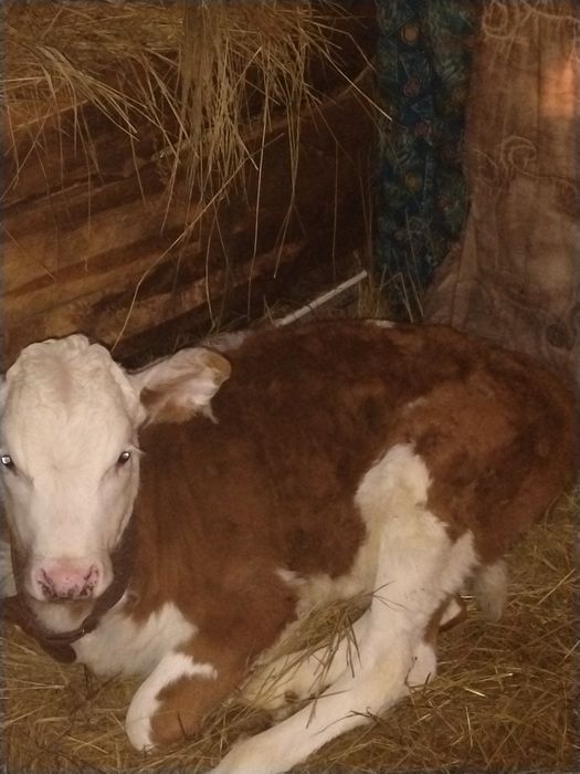 Продам телёнка девочка