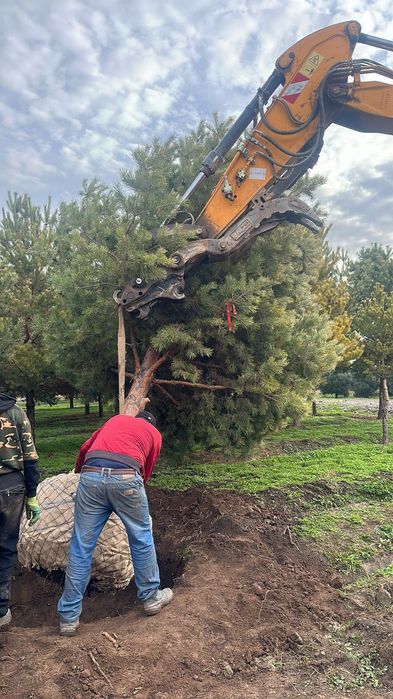 Сосна крымские обычные