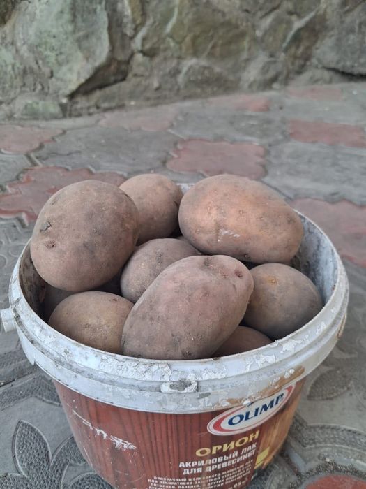 Картошка на семена