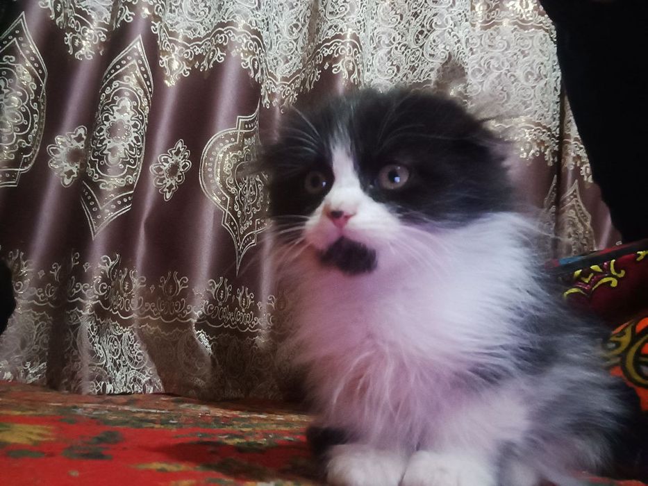 Mushukchalar sotiladi Scottish fold va mitis bolalari