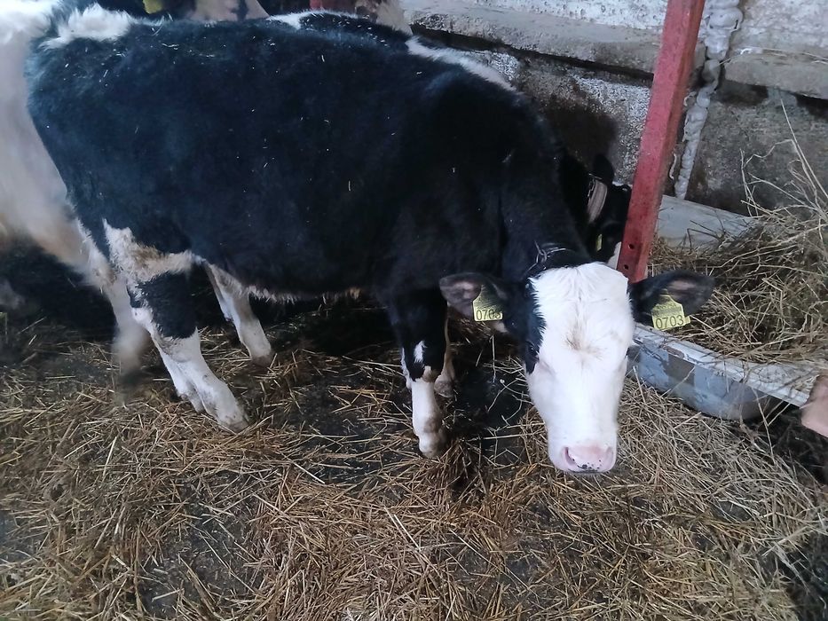 De vânzare 6 viței