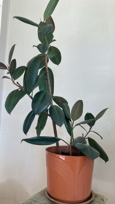 Продаются комнатные растения.