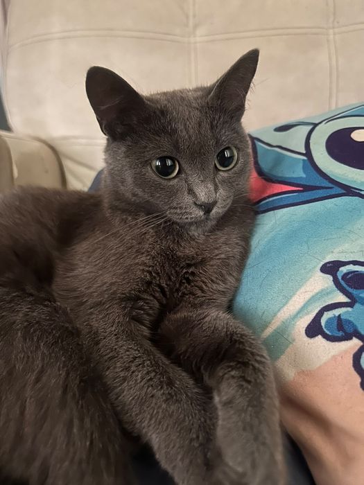 Срочно ищем дом кошкам