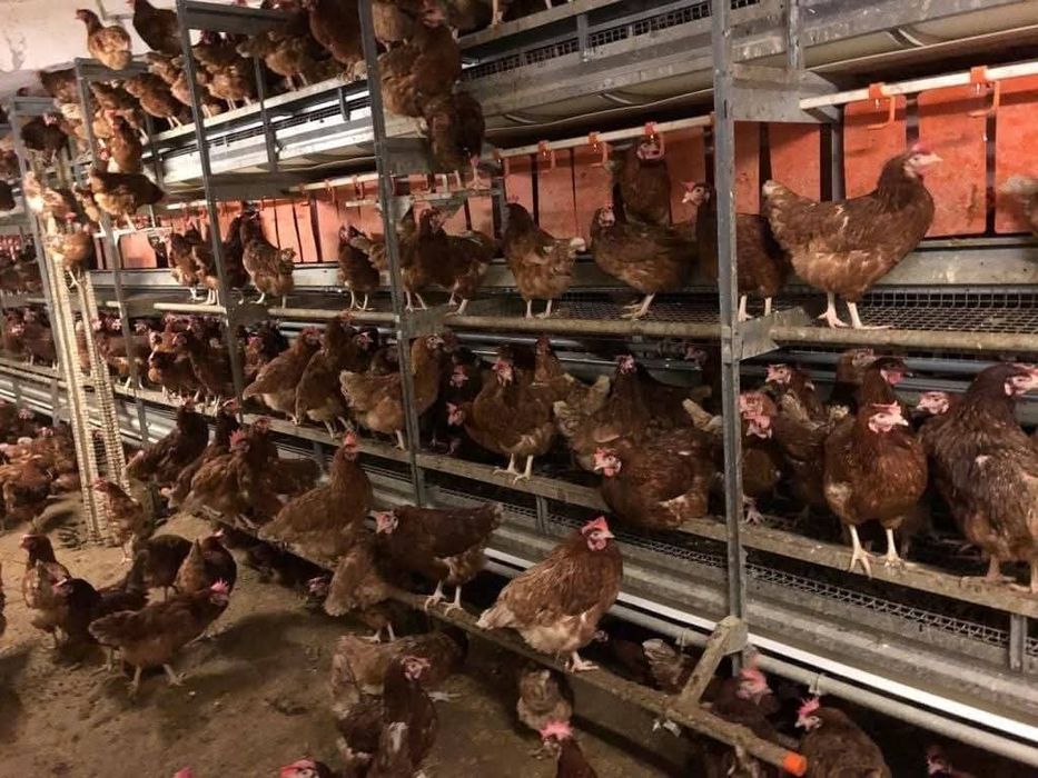 Găini roșii ouătoare