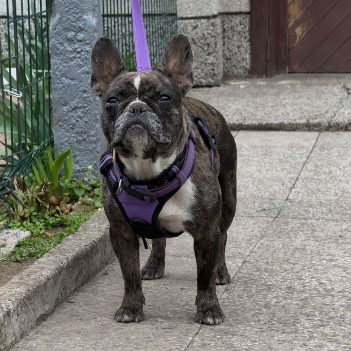 Brown/black Merle женски френски булдог